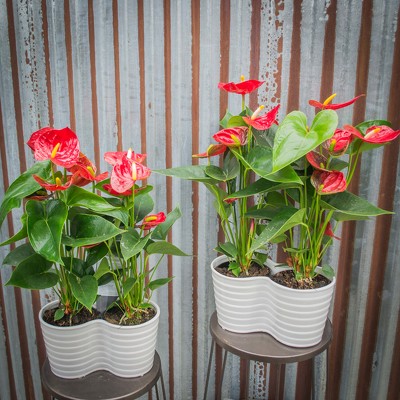 Double Anthurium Planter from Marion Flower Shop in Marion, OH