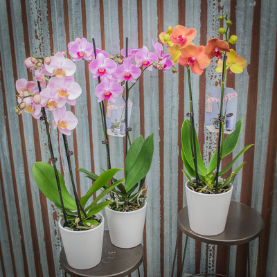Orchid Planter - Single