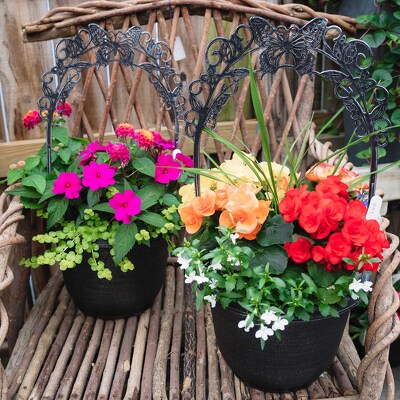 Butterfly Combo Pot from Marion Flower Shop in Marion, OH