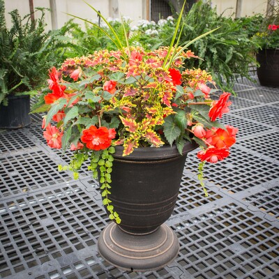 Pedestal Combo Pot from Marion Flower Shop in Marion, OH