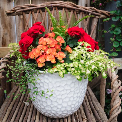 Spring Combo Pot from Marion Flower Shop in Marion, OH