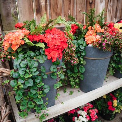 Spring Combo Pot from Marion Flower Shop in Marion, OH