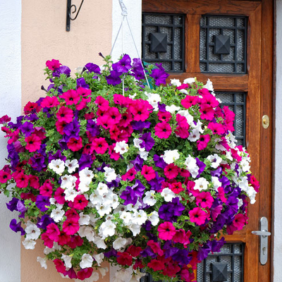 Hanging Baskets from Marion Flower Shop in Marion, OH