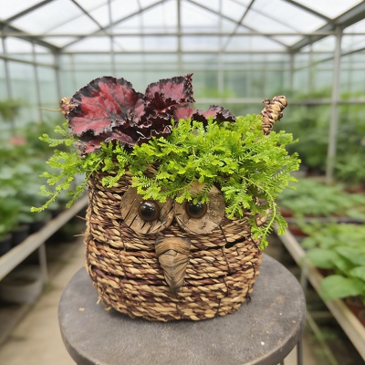 Owl Planter from Marion Flower Shop in Marion, OH