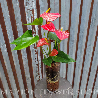 Anthurium from Marion Flower Shop in Marion, OH