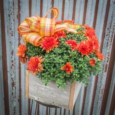 Barnbox Hardy Mum from Marion Flower Shop in Marion, OH