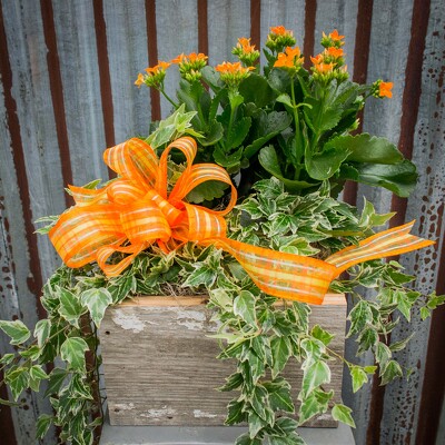 Barn-siding Box Planter from Marion Flower Shop in Marion, OH