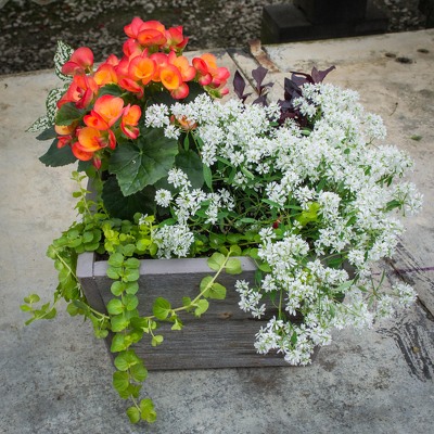 Begonia Planter from Marion Flower Shop in Marion, OH