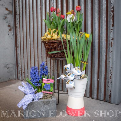 SUPER SALE - Bulb Plants - PREMIUM