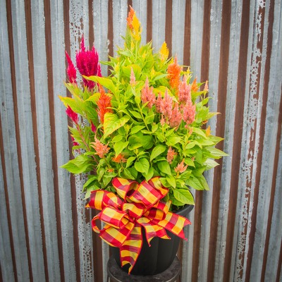 Celosia Plant from Marion Flower Shop in Marion, OH