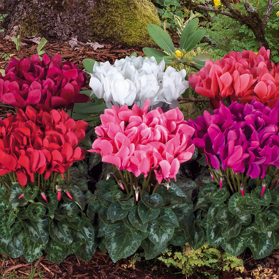 Cyclamen from Marion Flower Shop in Marion, OH