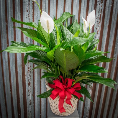 Peace Lily - 10