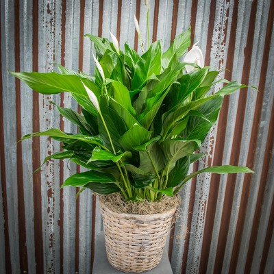 Peace Lily - 8