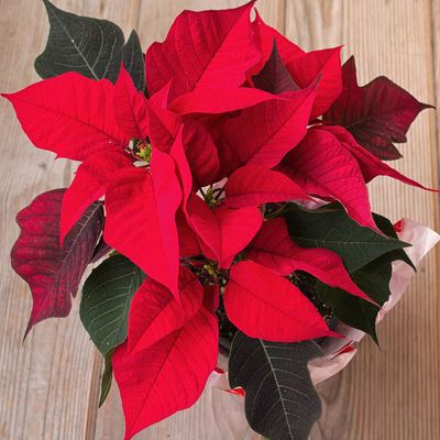 christmas poinsettia delivery