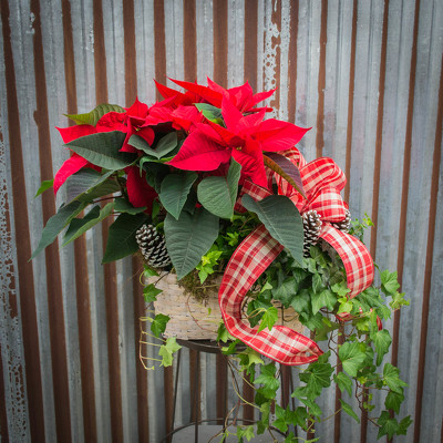 Poinsettia Planter Combo Basket from Marion Flower Shop in Marion, OH