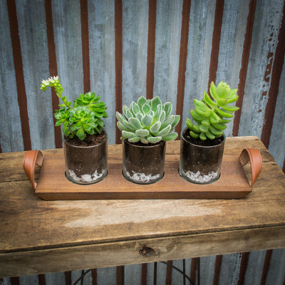 Triple Succulent Flight from Marion Flower Shop in Marion, OH