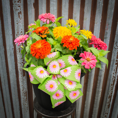 Zinnia Plant from Marion Flower Shop in Marion, OH